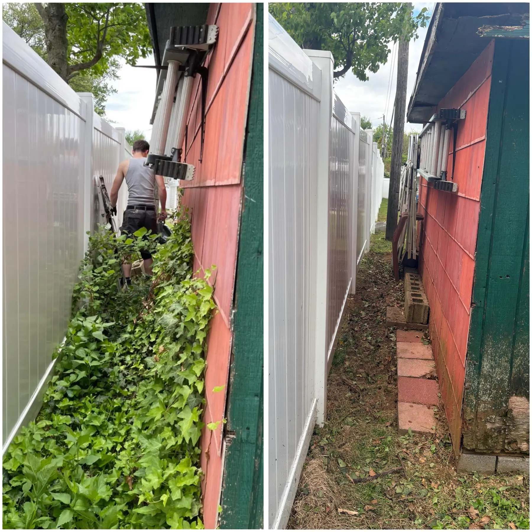 Before and after fence-line overgrowth removal